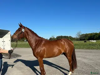 foderhäst Utveckla toppstammad 4 åring! - nabab de reve - Annons 1