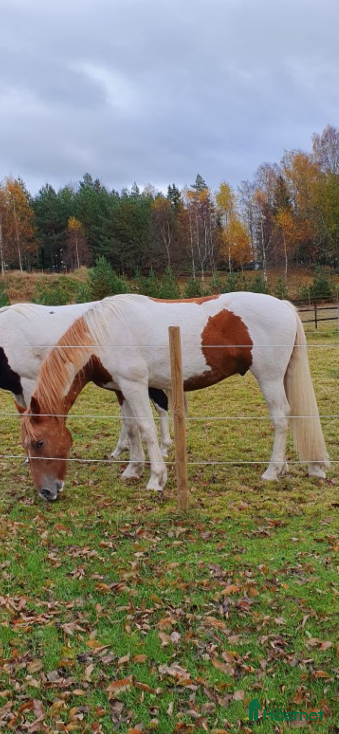 Western hästar till salu: BarockPinto valack i Tenhult - Annons 4