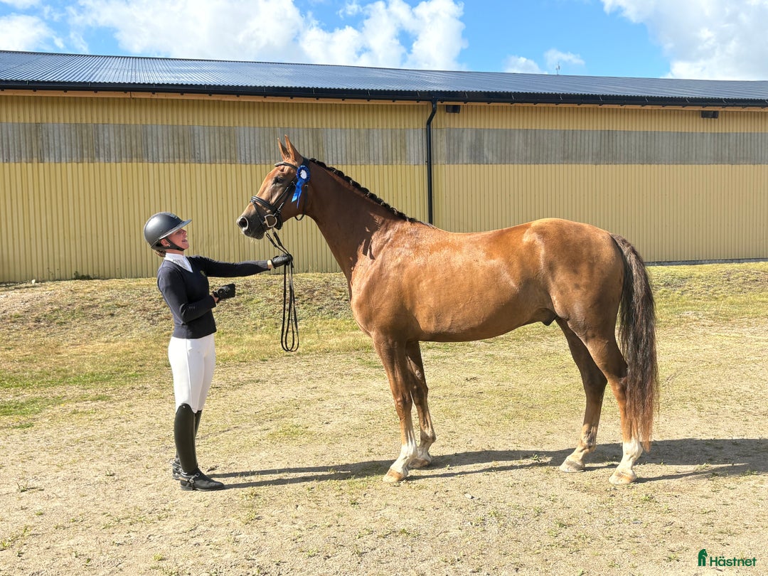Dressyr hästar till salu: Supertrevlig 4åring med fin ridbarhet i Bankeryd - Annons 1
