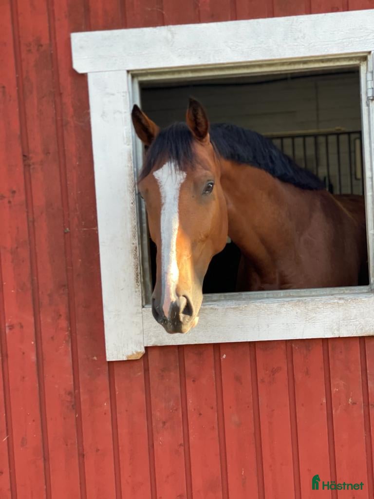  medryttarhäst sökes: Söker erfaren medryttare till halvblodvalack i Norrtälje - Annons 16