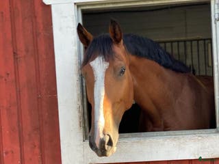 medryttarhäst sökes: Söker erfaren medryttare till halvblodvalack i Norrtälje - Annons 16