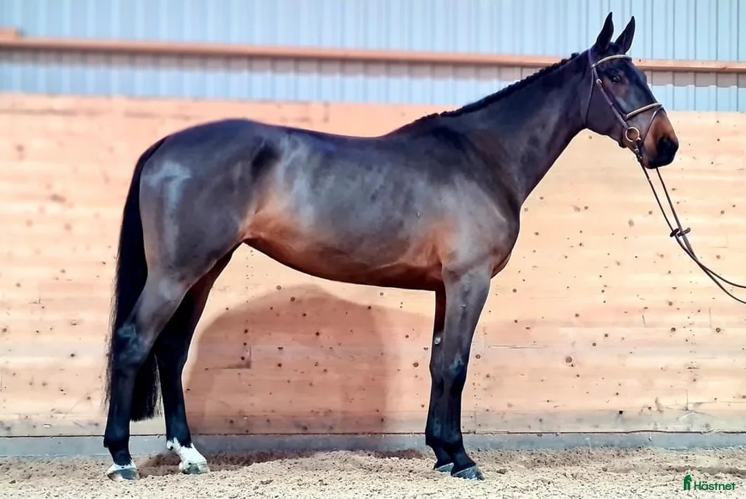 Hoppning hästar till salu: Skynda fynda framtidshopp med toppmöderne 🌟 i Söderköping - Annons 4