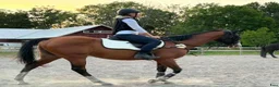 Avelshästar hästar till salu: Fullblodssto för ridning eller föl i Gullspång - Annons 1