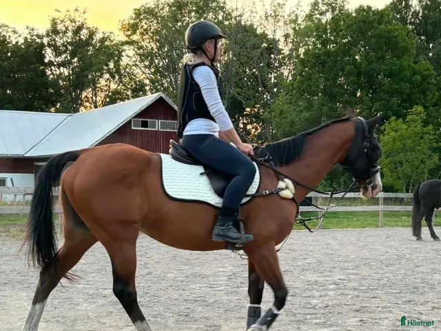 hästar till salu: Fullblodssto för ridning eller föl - Annons 1