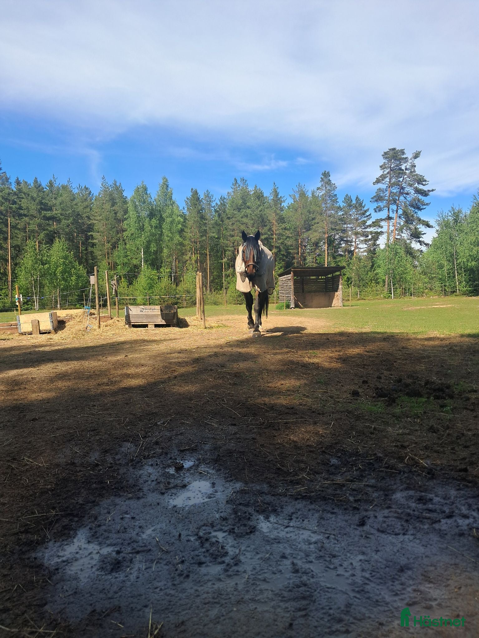 hästar Projekt häst med hjärta av guld. - Annons 10