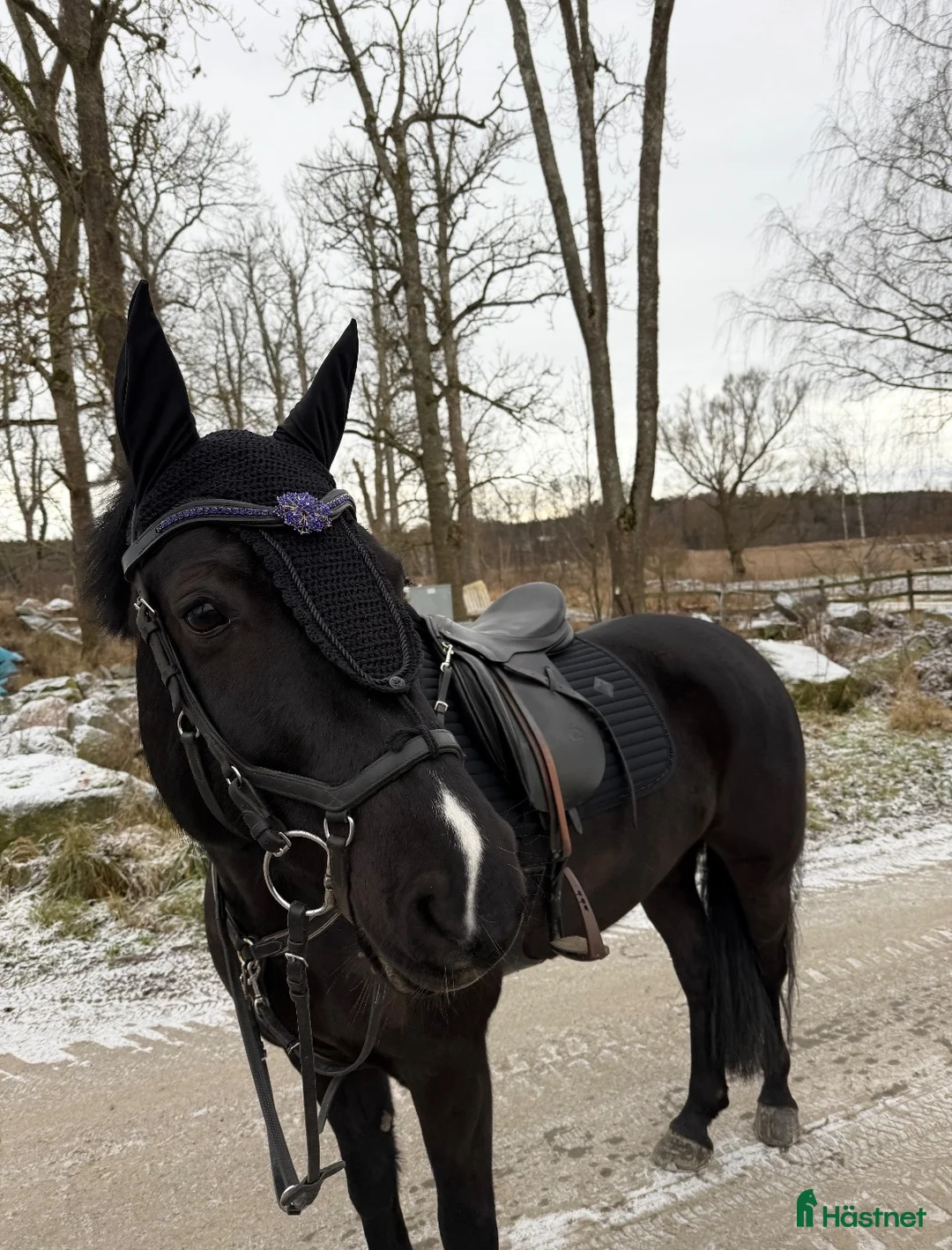Allround hästar till salu: Fantastisk D-ponny  i Sigtuna - Annons 8