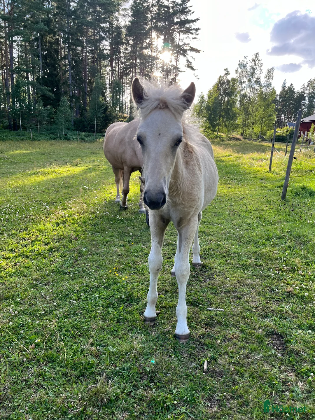 Island hästar till salu: Sockersöt sto i Näshulta - Annons 8