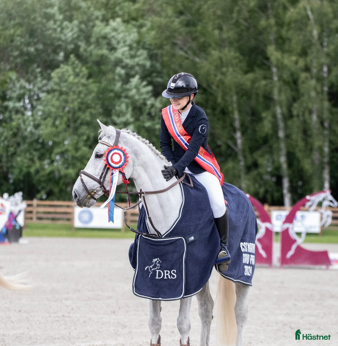 Hoppning hästar till salu: Fantastisk spranghest - Annons 1