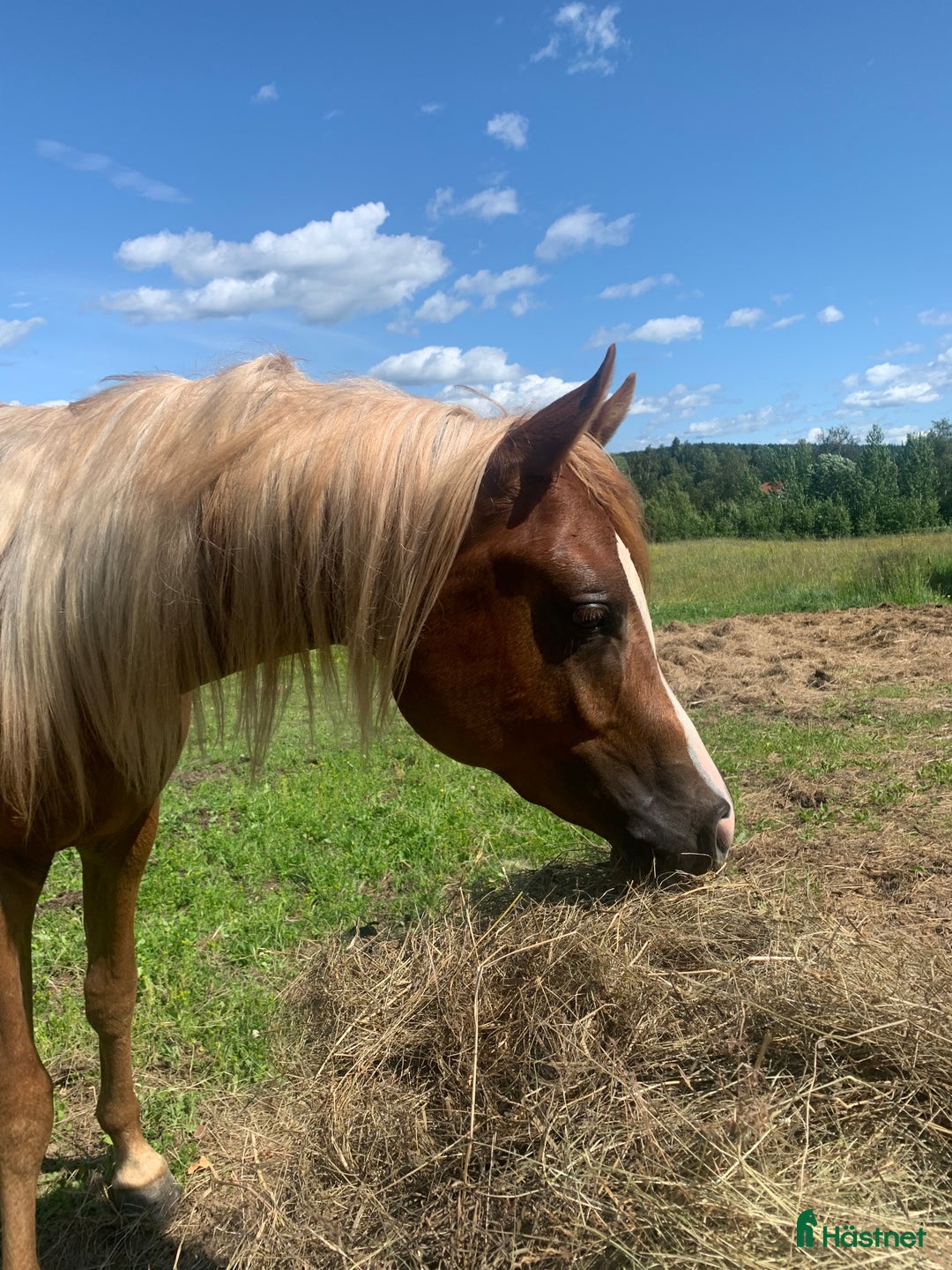 Allround hästar till salu: Söker samarbete till Arabhingst i Skillingsfors - Annons 5