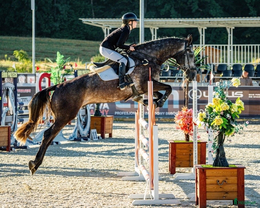 hästar 🌟 Exceptionell 5-årig sporthäst till salu ⭐️ - Annons 5