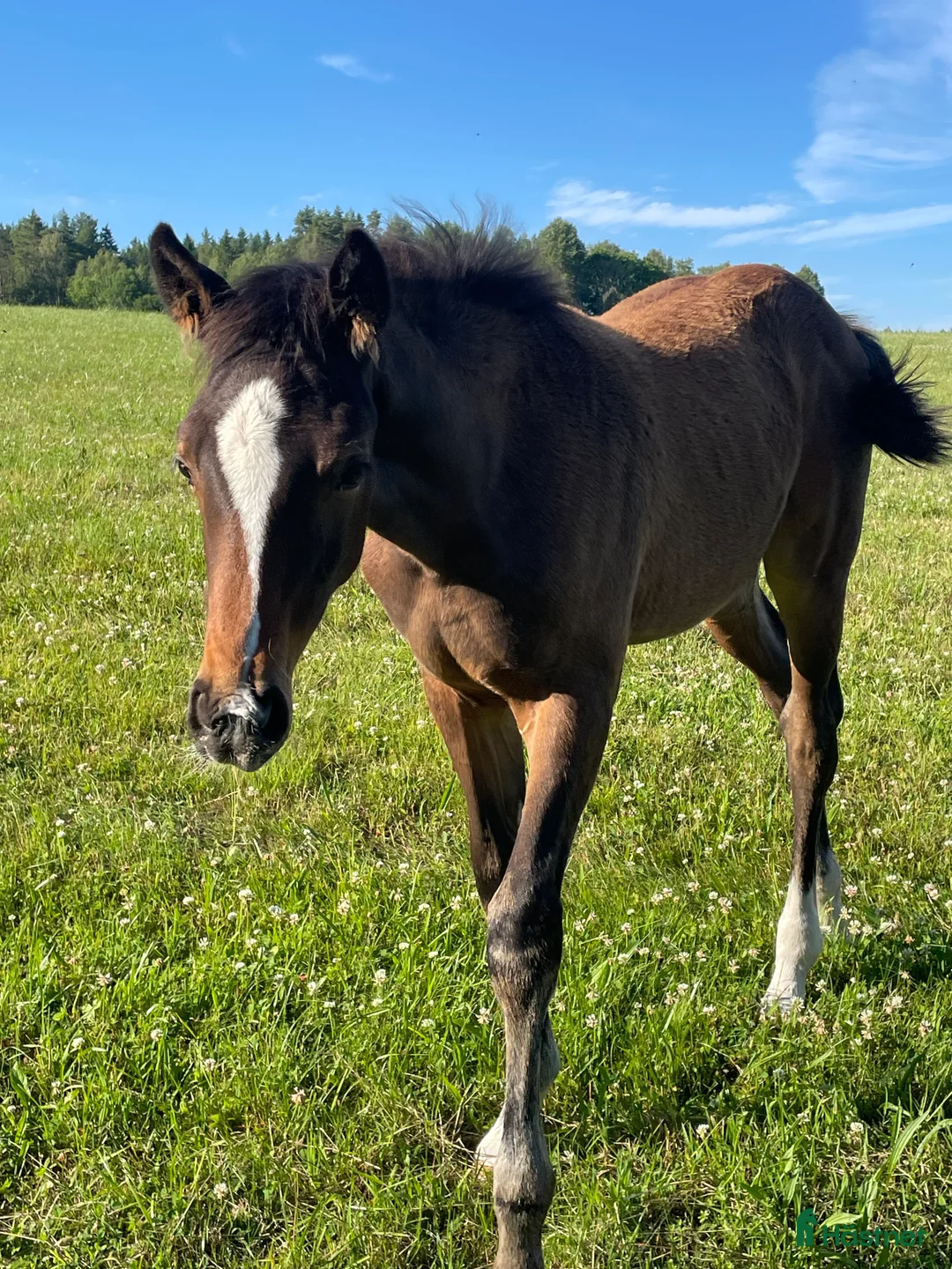 Hoppning hästar till salu: Golden cross stoföl e Favorit Ask   i Hjo - Annons 3