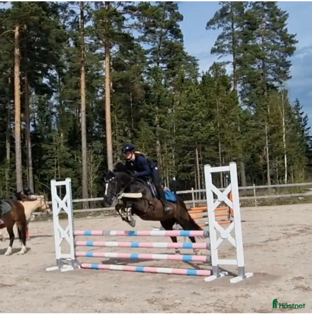 Allround hästar till salu: Vackert sto med potential  i Vikingstad - Annons 3