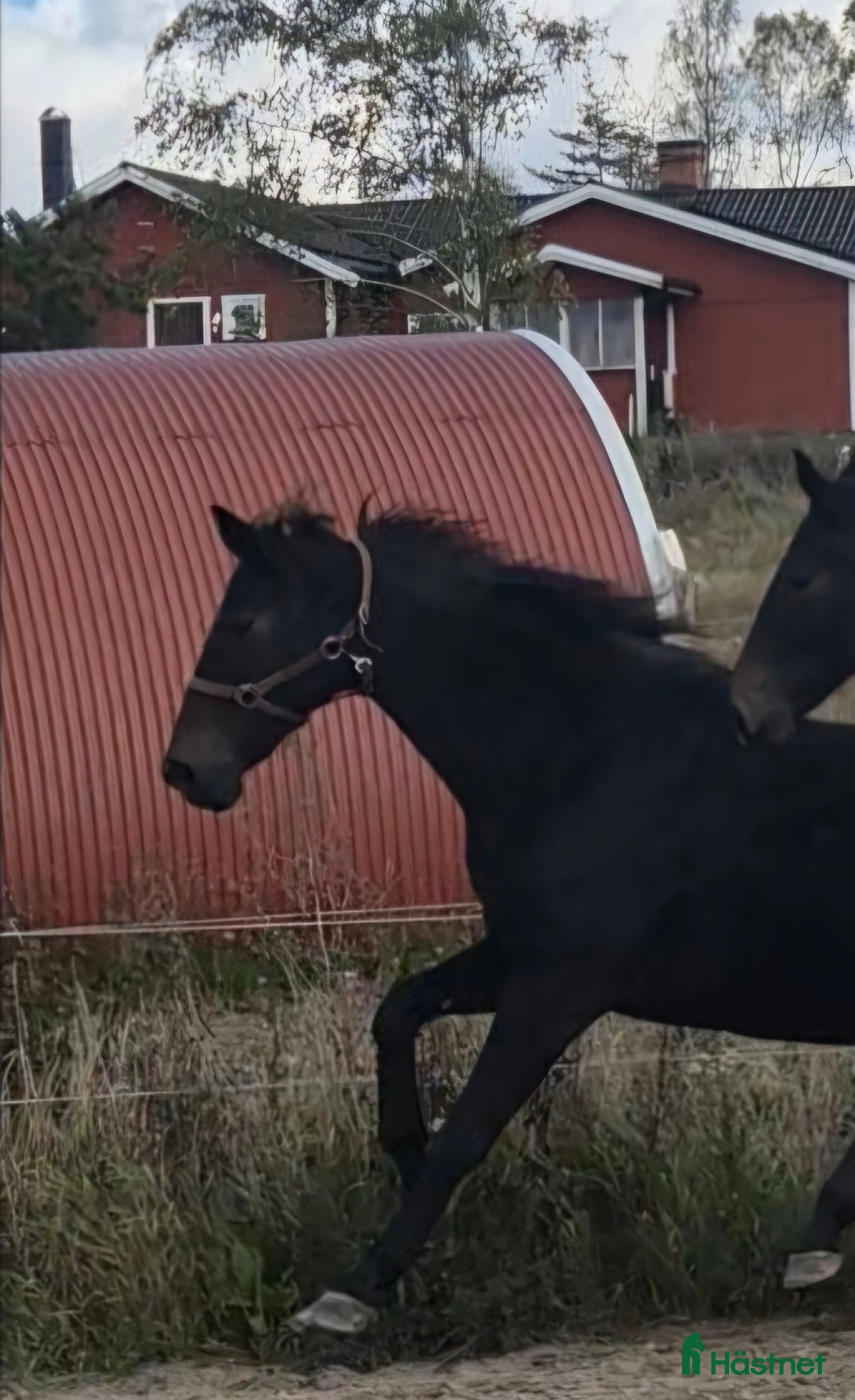  hästar Äldre sto till ridning eller avel  i Ransta - Annons 3