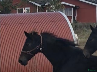 hästar Äldre sto till ridning eller avel i Ransta - Annons 7