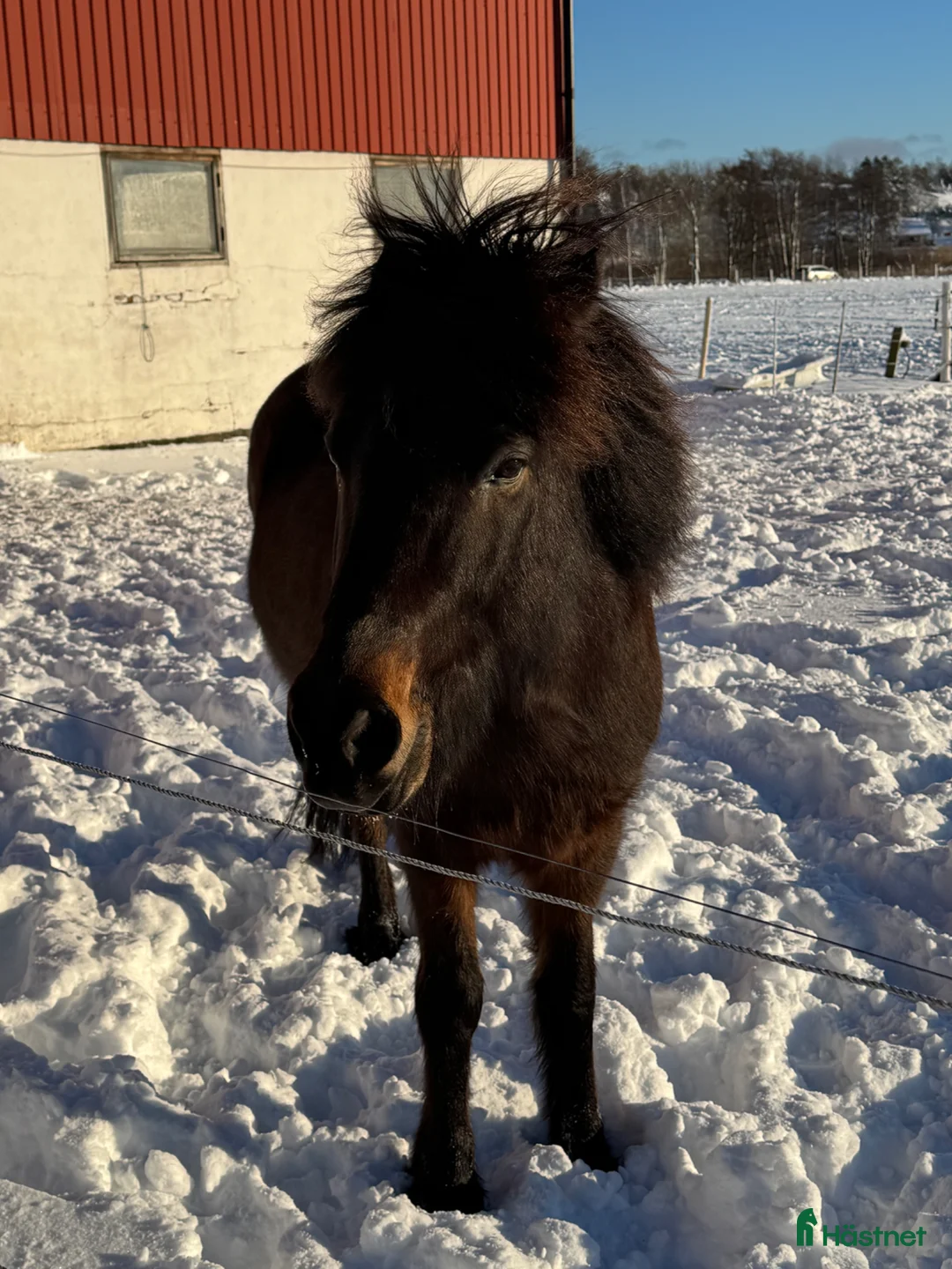 Island hästar till salu: Vacker valack - Annons 1