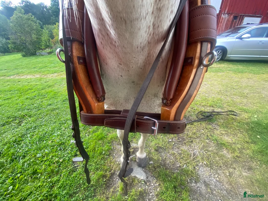 Körselar körning till salu: Komplett nästan ny Svenljunga sele med huvudlag i Kungälv - Annons 13