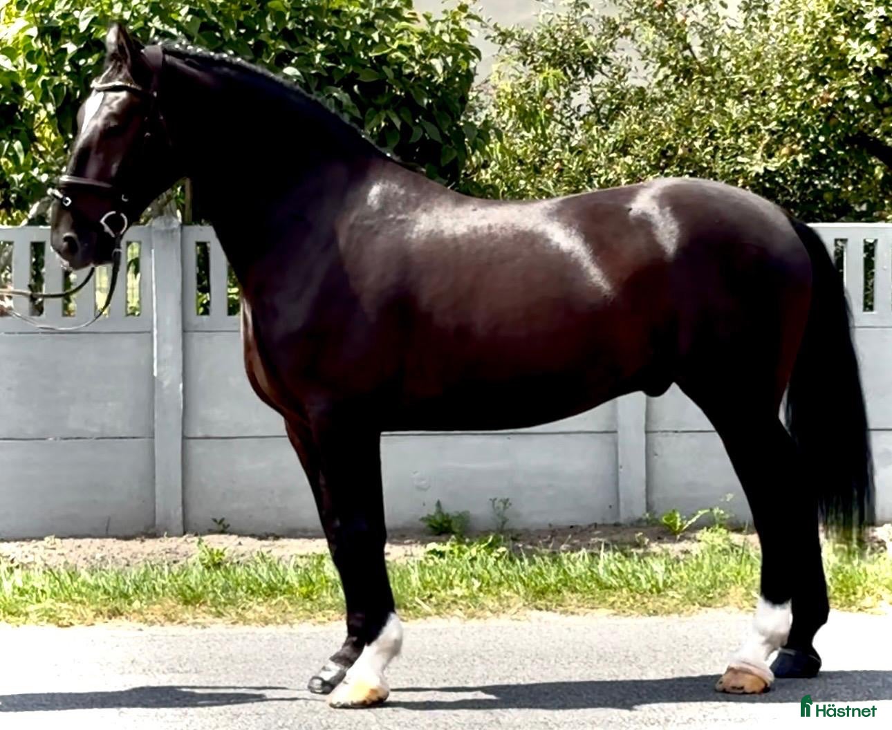  hästar 6 yo Silesian Gelding–Family & Recreational Horse - Annons 2
