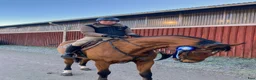 Hoppning hästar till salu: 🐴 Ray of Light – Lovande 6-årigt hoppsto (1,10 m) - Annons 1