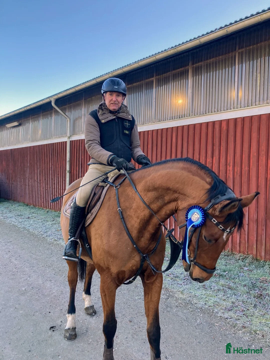 Hoppning hästar till salu: 🐴 Ray of Light – Lovande 6-årigt hoppsto (1,10 m) - Annons 1