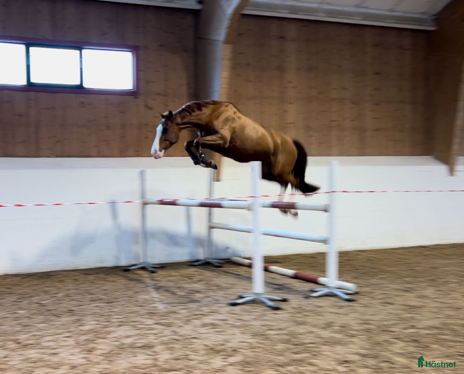  hästar Välstammat sto med utstrålning  i Rimbo - Annons 13