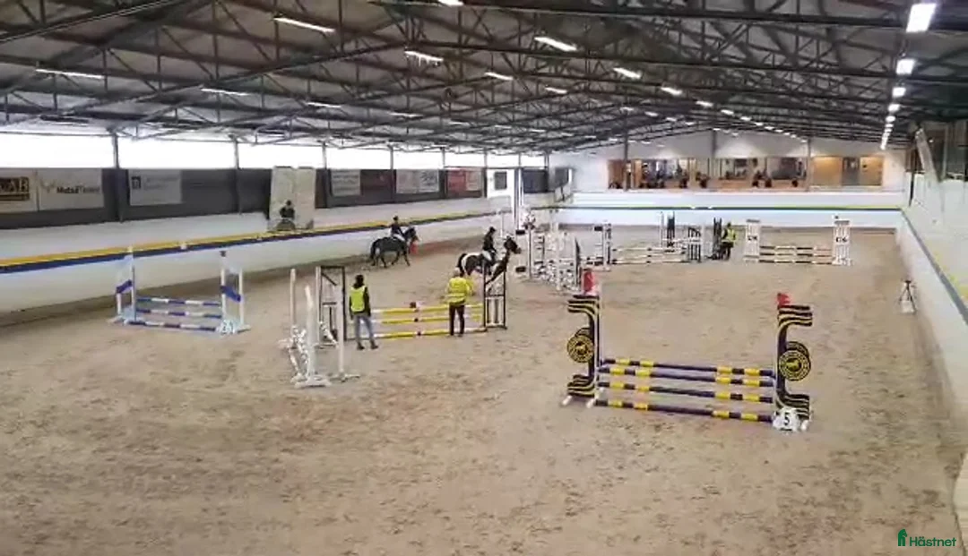 Allround hästar till salu: ❤️Fina Blaze N Fire💥 - Annons 2