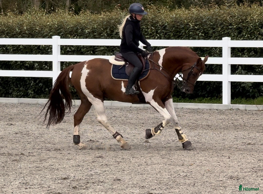 Allround hästar till salu: Unik 7 år valack tävlad 130 felfritt i Finspång - Annons 5