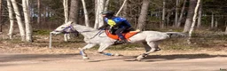 Allround hästar till salu: Snäll valack , d-ponny i Åsbro - Annons 3