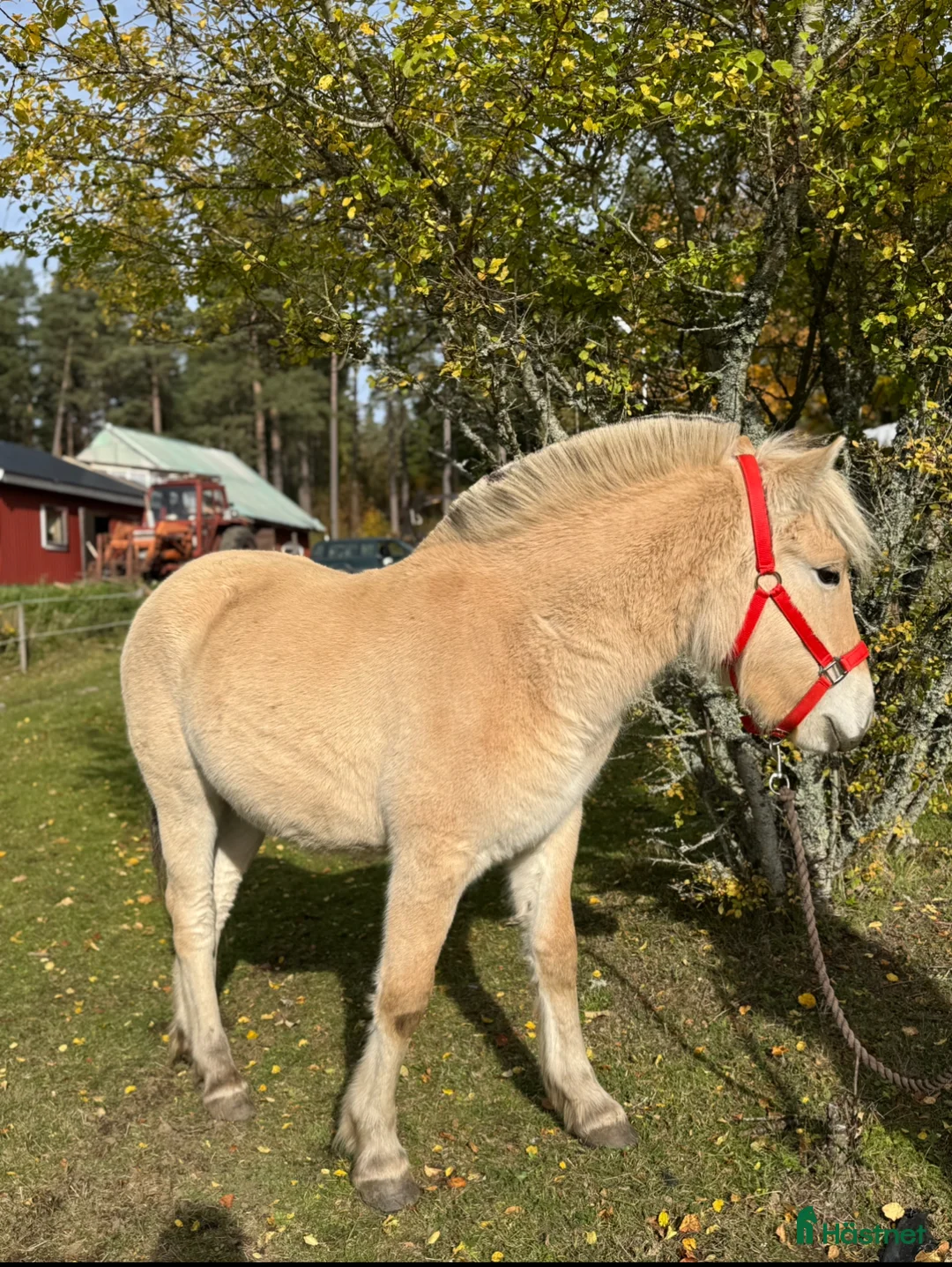 Allround hästar till salu:  1 års sto med utstrålning  i Korsberga - Annons 2