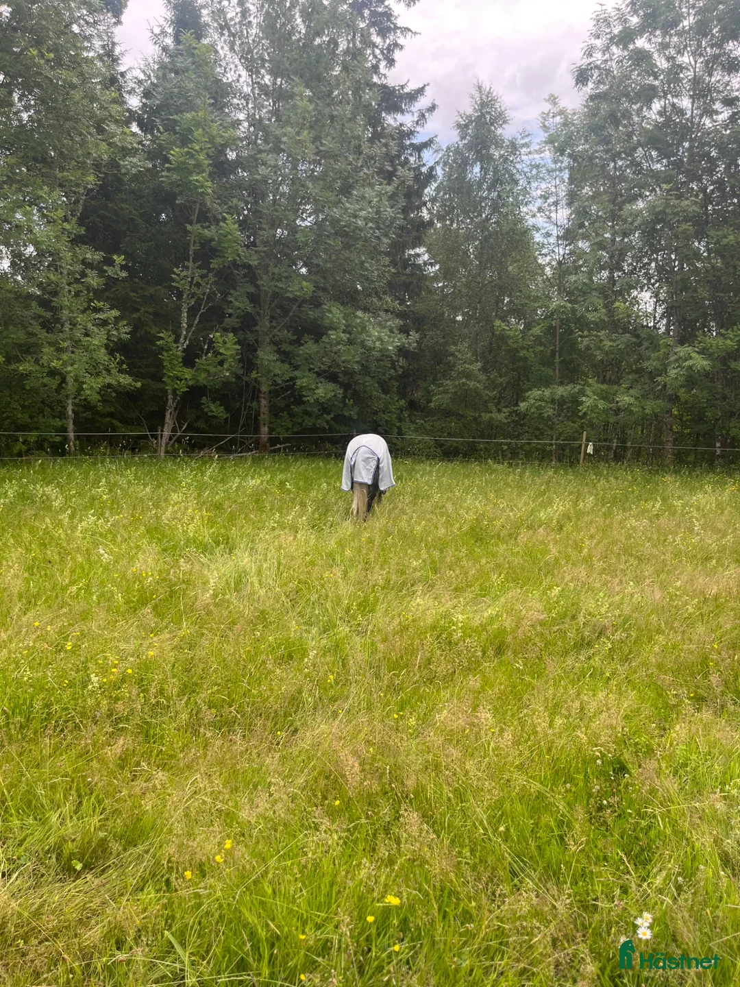  hästjobb finnes: 🌸Söker sommarjobb-🌸ambitiös tonåring🌸 i Sandared - Annons 1