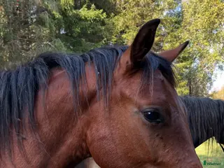 Hoppning hästar till salu: Blivande hopp/dressyr ponny - Annons 2