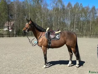 hästar Underbar häst för skogsturer/sällskap - Annons 1