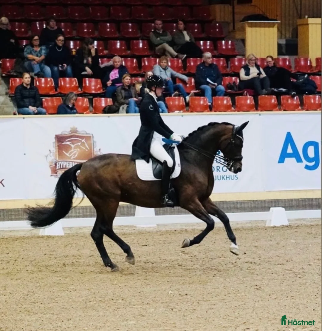 Dressyr hästar till salu: Sto med power som älskar att tävla! - Annons 2