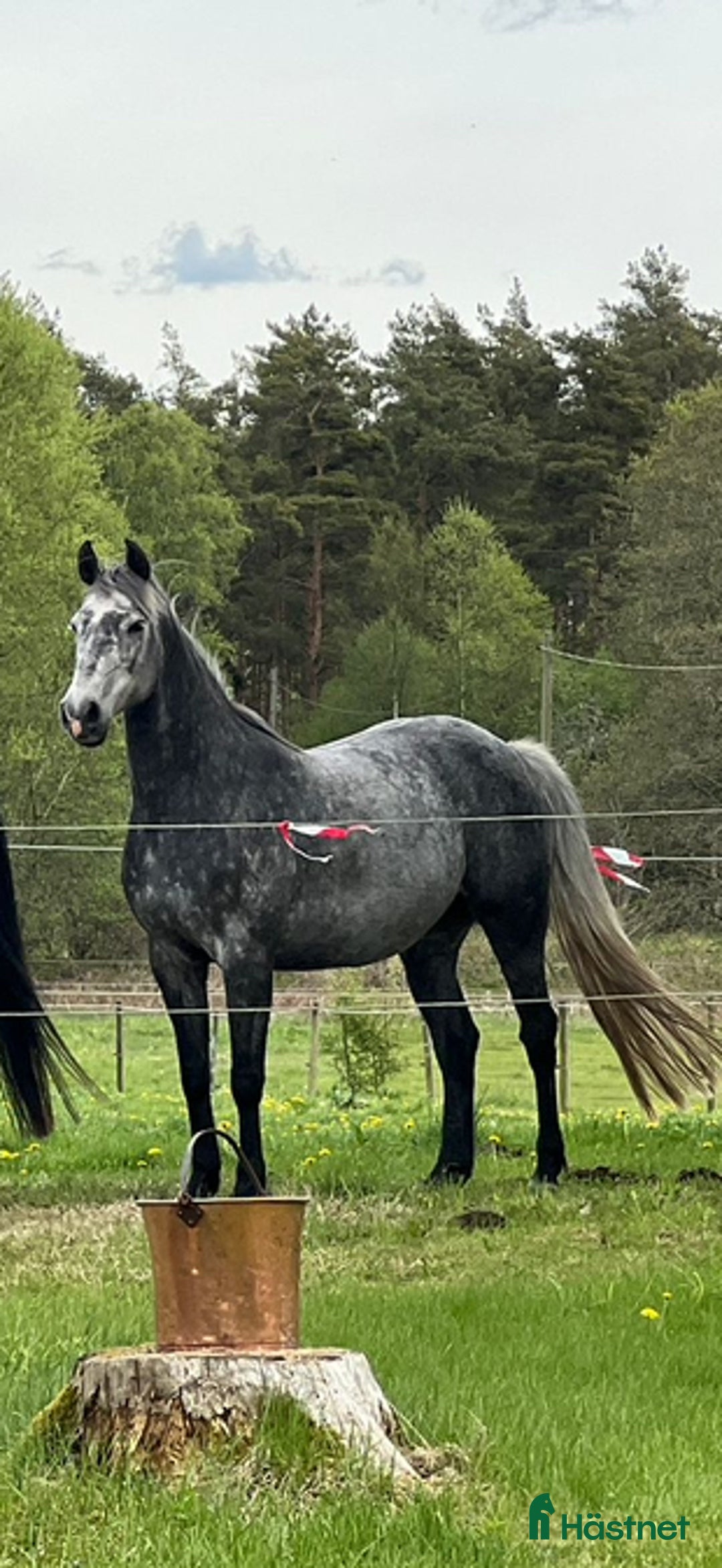  foderhäst finnes: Grön/projekt häst söker fodervärd i Perstorp - Annons 1