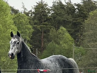 foderhäst Grön/projekt häst söker fodervärd i Perstorp - Annons 9