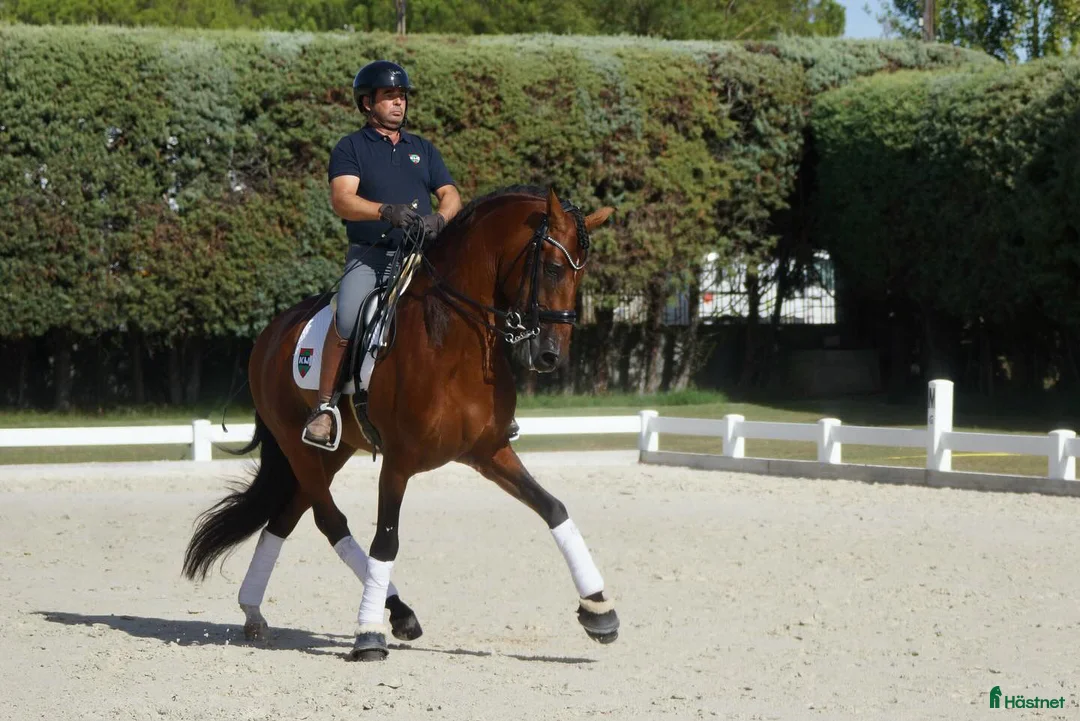Dressyr hästar till salu: 9 årig CDE - Annons 4