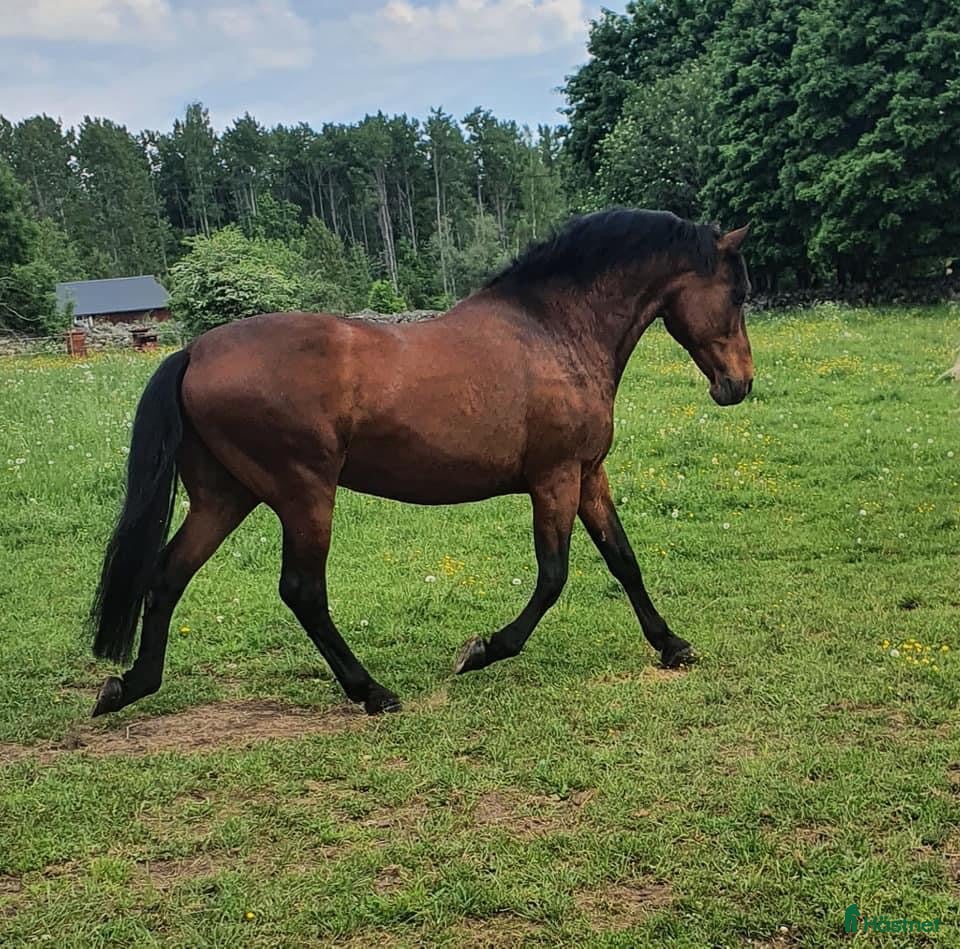  hästar Två trevliga valacker säljes i Degeberga - Annons 1