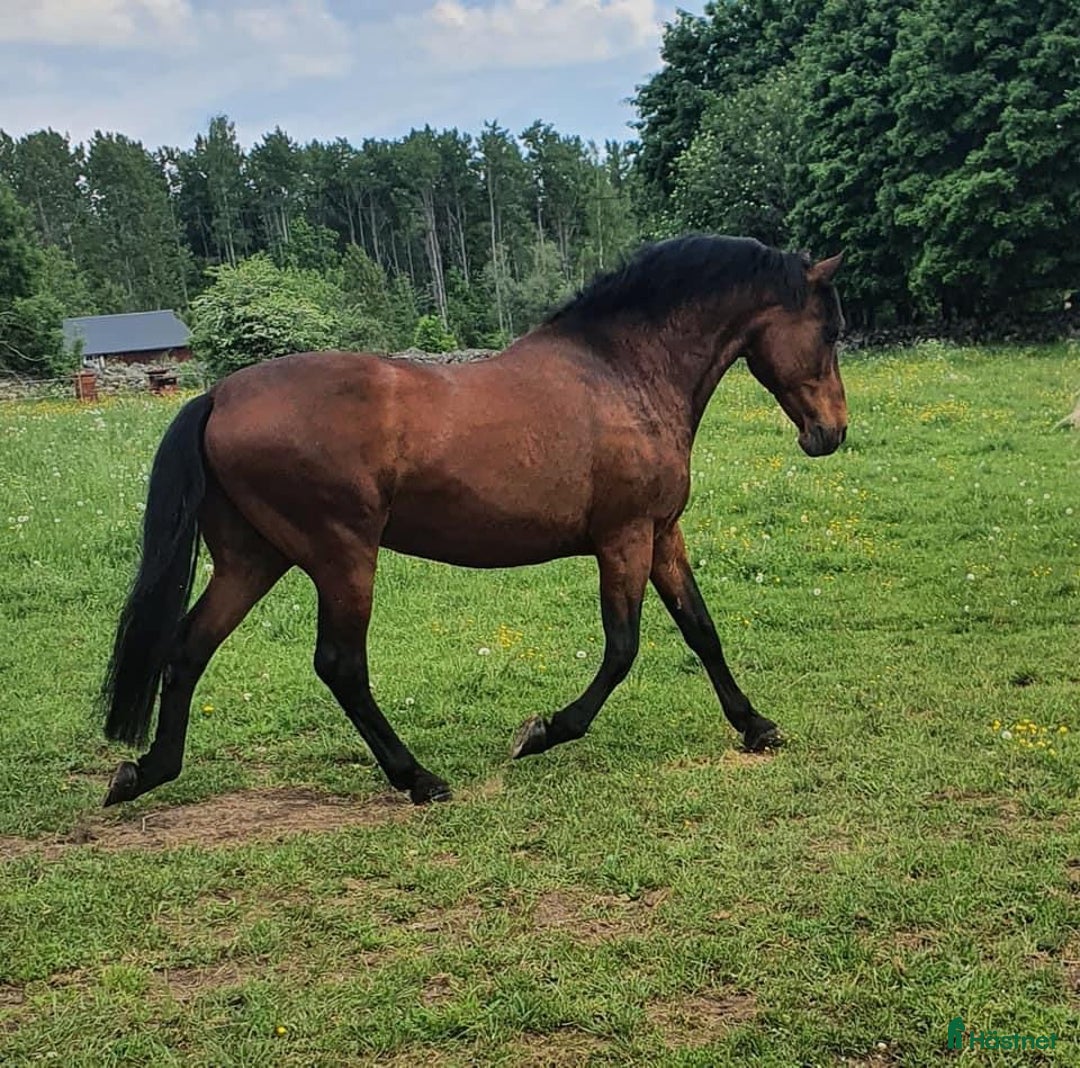 Sällskap hästar till salu: Två trevliga valacker säljes i Degeberga - Annons 1