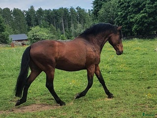 Sällskap hästar till salu: Två trevliga valacker säljes i Degeberga - Annons 1
