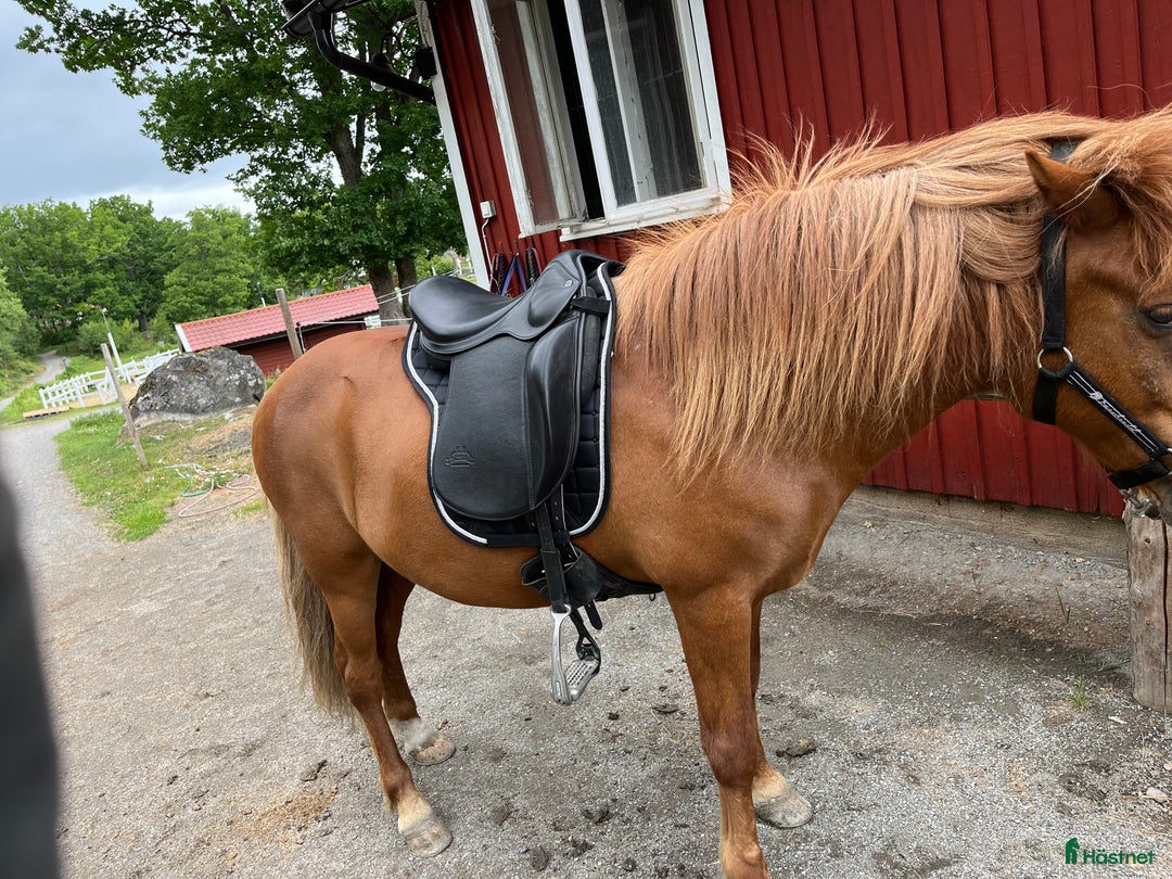 Sadlar hästutrustning till salu: Töltrider Byr 17” E-bom i Nynäshamn - Annons 3