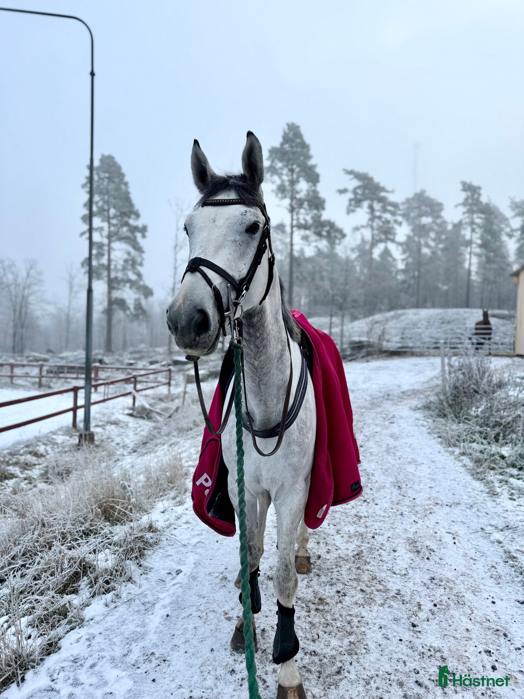 Hoppning hästar till salu: Trevlig valack  i Åtvidaberg - Annons 1
