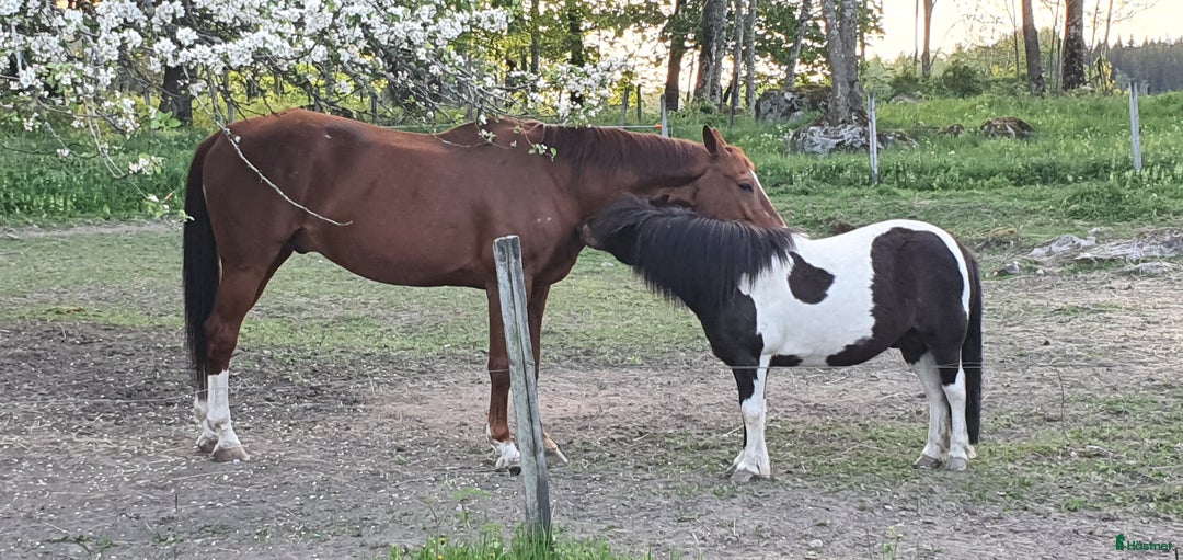 Galleribild {{count}}