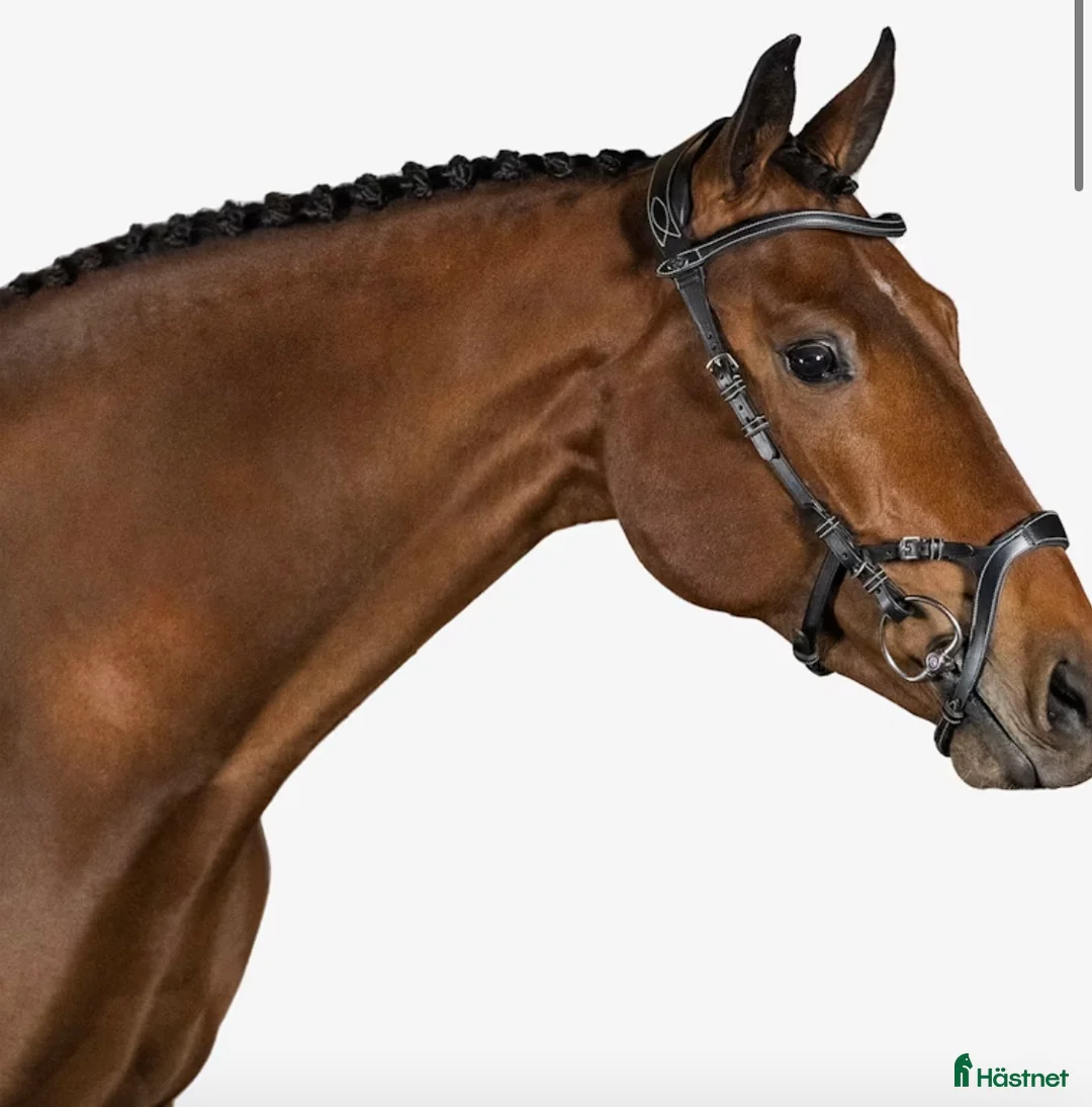 Träns hästutrustning till salu: Ps of sweden träns i Nikkala - Annons 3