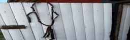 Sadeltillbehör hästutrustning till salu:  Brösta - Annons 4