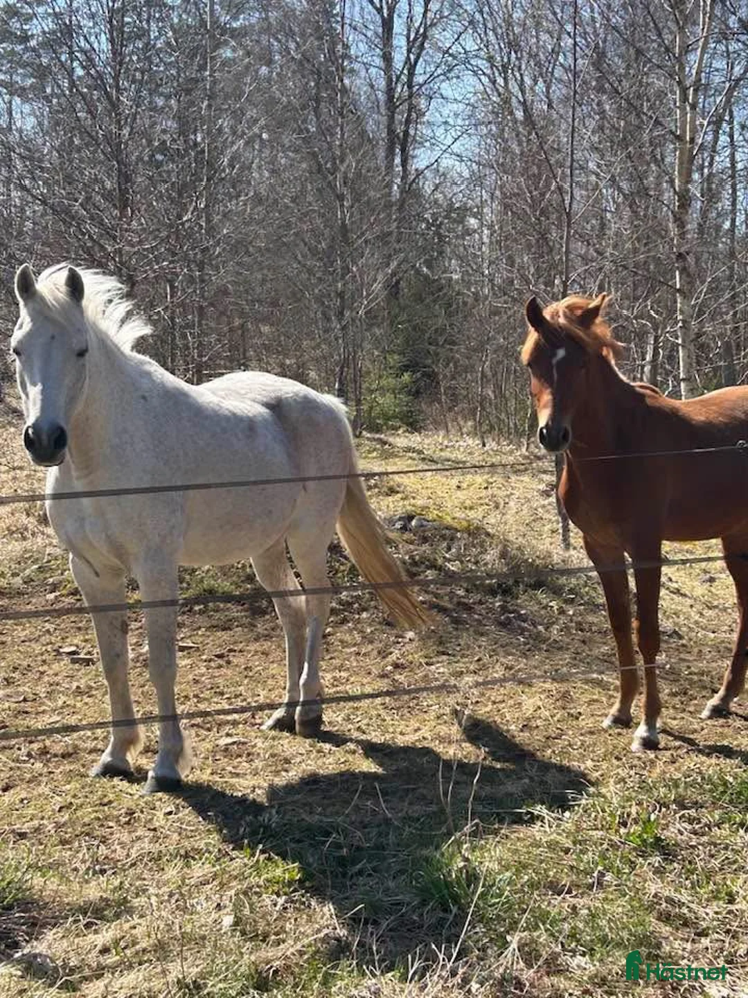 Working Equitation hästar till salu: D-ponny med kvalite - Annons 2