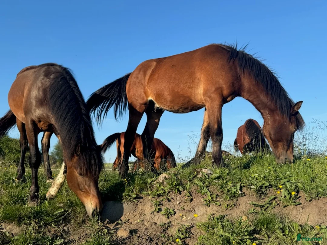 Trav hästar till salu: Spesiell 2 Års Hingst i Husøysund - Annons 2