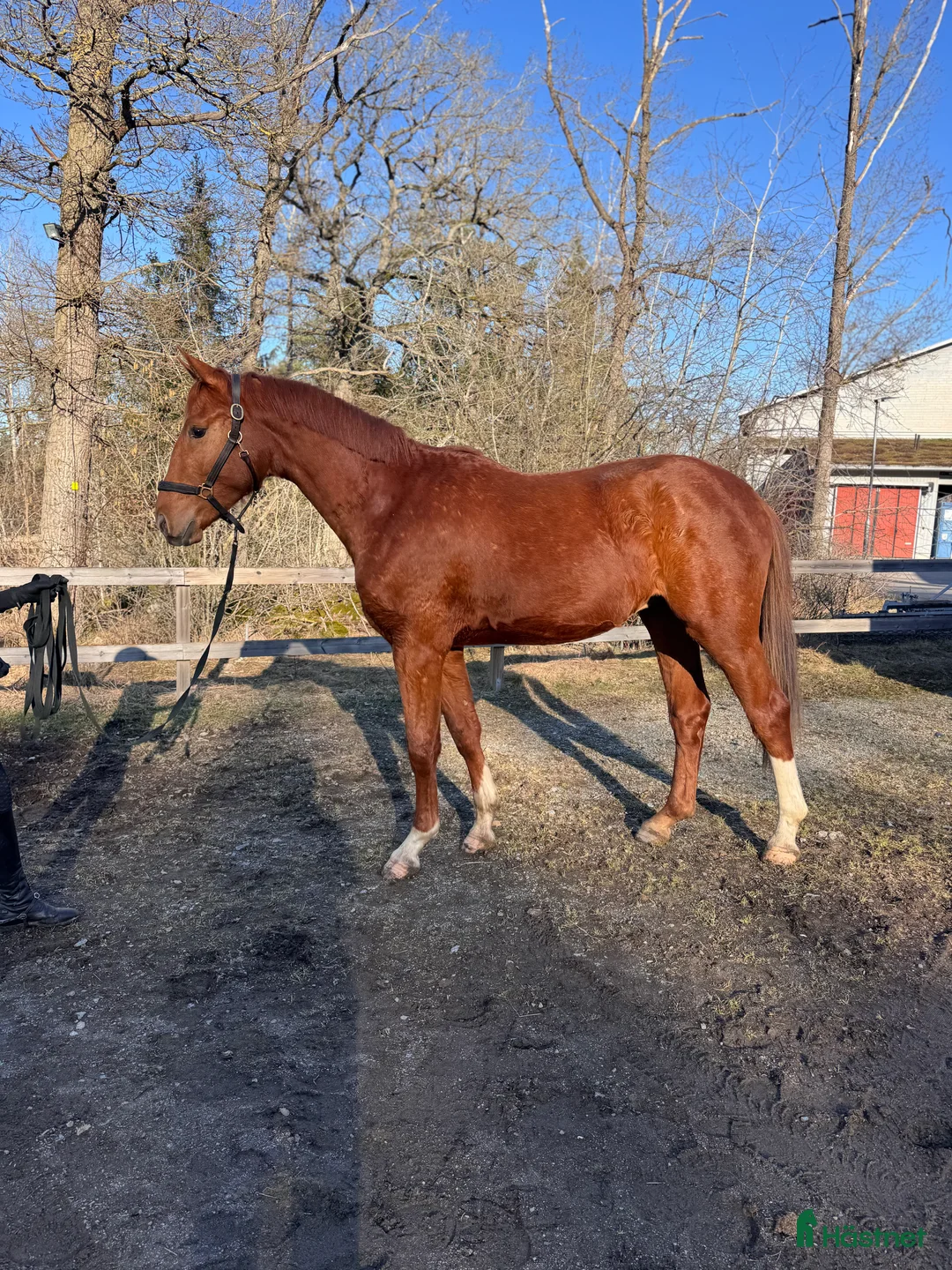Hoppning hästar till salu: Välstammad hopphingst med fint temperament - Annons 1