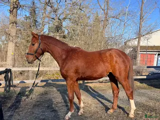 Hoppning hästar till salu: Välstammad hopphingst med fint temperament - Annons 1