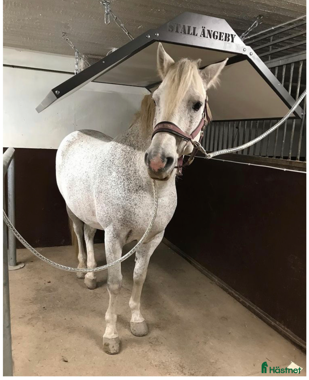 Stallinredning, stängsel & gård övrig utrustning till salu: Solarium från stallvärme - Annons 3