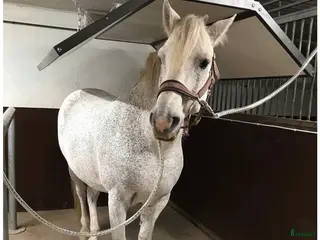 Stallinredning, stängsel & gård övrig utrustning till salu: Solarium från stallvärme - Annons 3