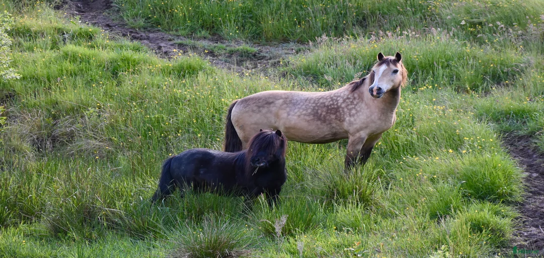 Galleribild {{count}}